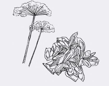 botanical image