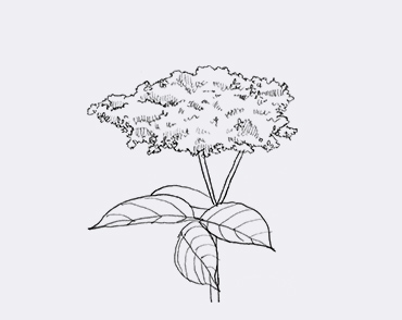 botanical image